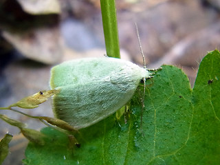 Earias vernana