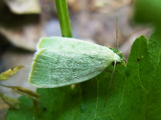 Earias vernana