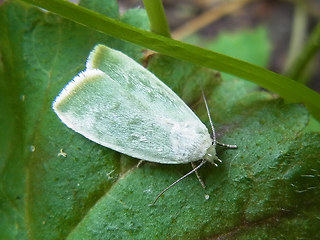 Earias vernana