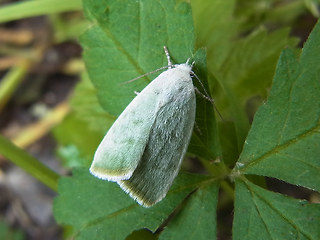 Earias vernana