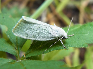 Earias vernana