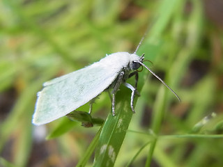 Earias vernana