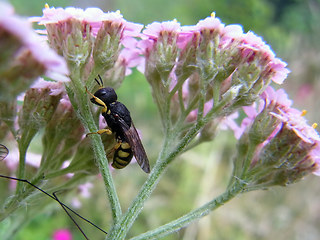 Ectemnius lituratus