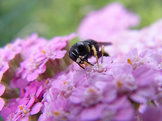 Ectemnius lituratus