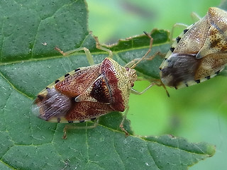 Elasmucha grisea