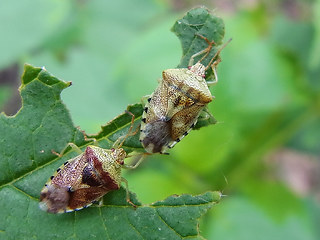 Elasmucha grisea