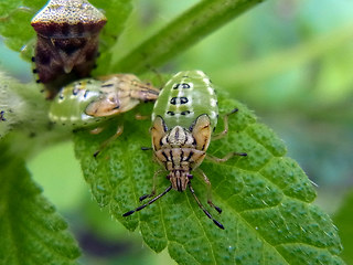 Elasmucha grisea