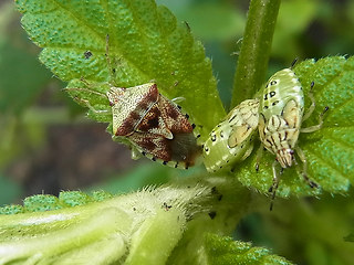 Elasmucha grisea