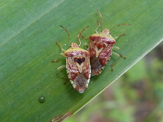 Elasmucha grisea