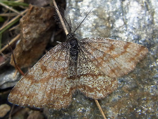 Ematurga atomaria