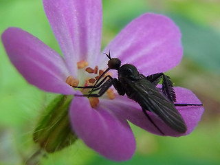 Empis pennipes