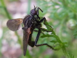 Empis tessellata