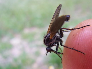 Empis tessellata