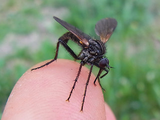 Empis tessellata