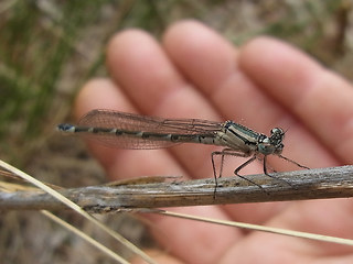 Enallagma cyathigerum