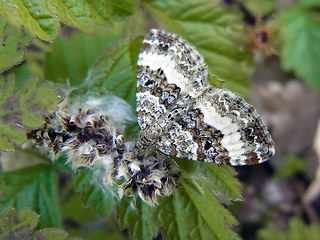 Epirrhoe alternata