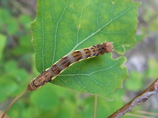 Erannis defoliaria