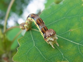 Erannis defoliaria