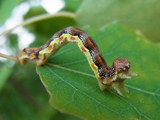 Erannis defoliaria