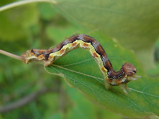 Erannis defoliaria