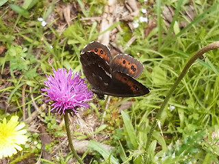 Erebia ligea