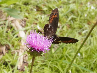 Erebia ligea