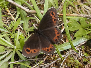 Erebia ligea