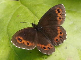 Erebia ligea