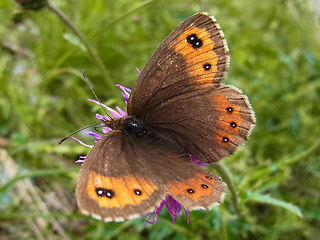 Erebia montanus