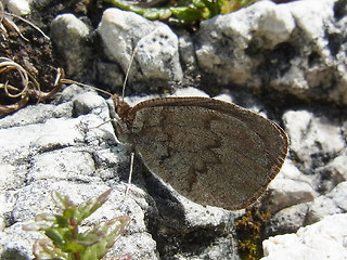 Erebia pandrose