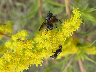 Eriothrix rufomaculata