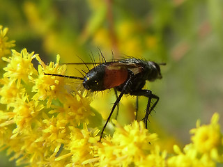 Eriothrix rufomaculata