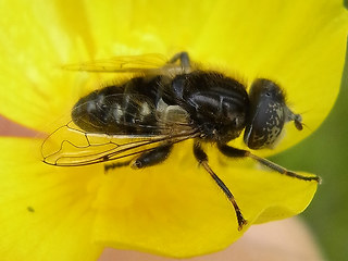 Eristalinus sepulchralis