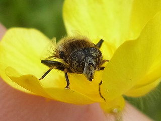 Eristalinus sepulchralis