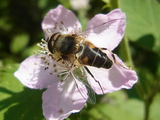 Eristalis pertinax