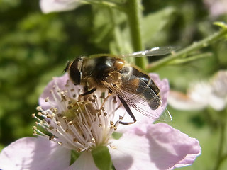 Eristalis pertinax