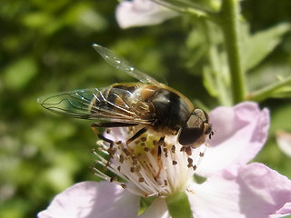 Eristalis pertinax