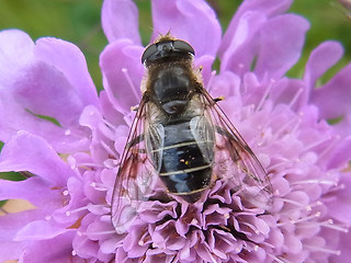 Eristalis rupium