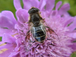 Eristalis rupium