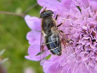 Eristalis rupium