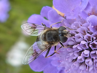 Eristalis rupium