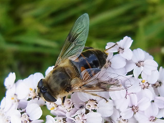 Eristalis rupium