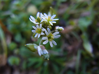 Erophila verna