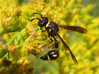 Eumenes coronatus