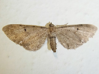 Eupithecia absinthiata