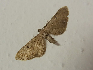 Eupithecia absinthiata