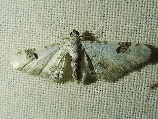 Eupithecia centaureata