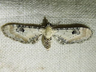 Eupithecia centaureata