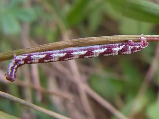 Eupithecia centaureata