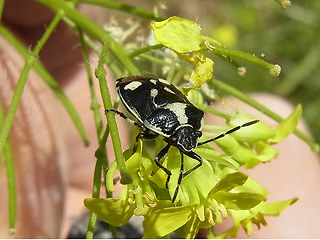 Eurydema oleraceum